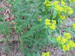 Euphorbia oblongata