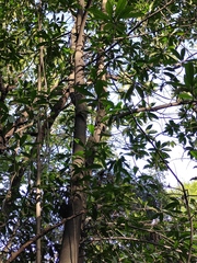 Elaeocarpus decipiens