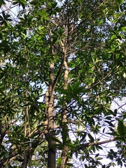 Elaeocarpus decipiens