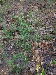 Pediomelum digitatum