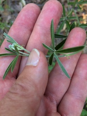 Pediomelum digitatum