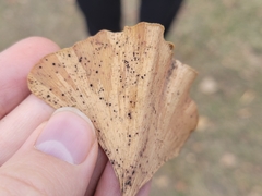Bartheletia paradoxa