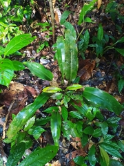 Disteganthus basilateralis