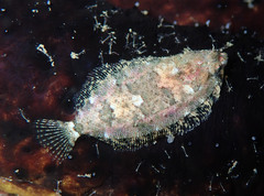 Zeugopterus norvegicus