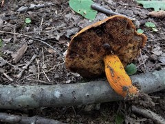Aureoboletus auriflammeus