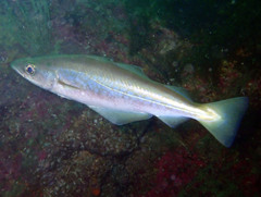 Pollachius pollachius