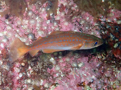 Pollachius pollachius