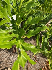 Thaumatophyllum bipinnatifidum