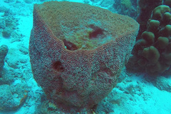 Ircinia campana