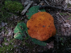 Aureoboletus auriflammeus