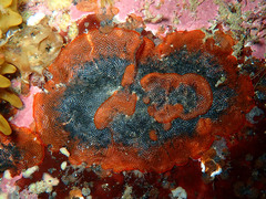 Watersipora subatra
