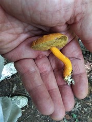 Aureoboletus auriflammeus