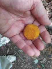 Aureoboletus auriflammeus