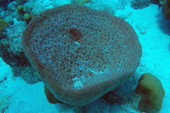 Ircinia campana
