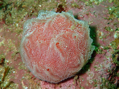 Aplidium elegans