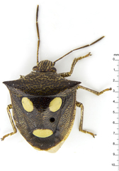 Paracritheus trimaculatus