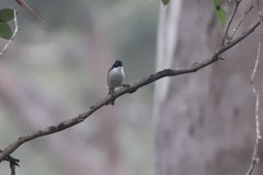 Melithreptus chloropsis