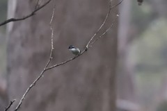Melithreptus chloropsis