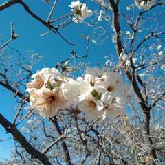 Cordia morelosana