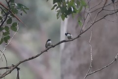 Melithreptus chloropsis