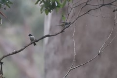Melithreptus chloropsis