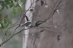 Melithreptus chloropsis