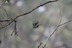 Melithreptus chloropsis