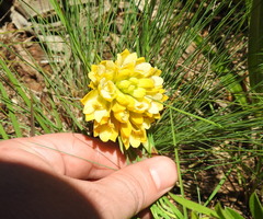 Eulophia leontoglossa