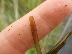 Potamogeton ochreatus