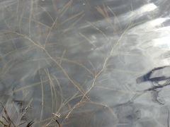 Potamogeton ochreatus