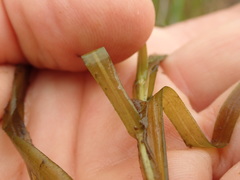 Potamogeton ochreatus