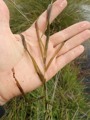 Potamogeton ochreatus