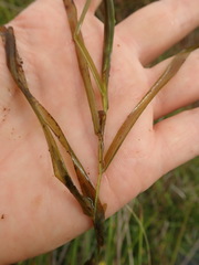 Potamogeton ochreatus