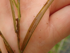 Potamogeton ochreatus