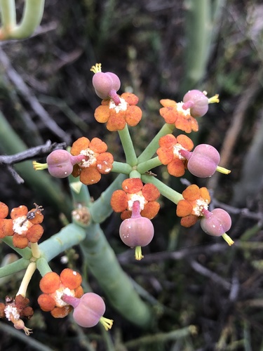 Creeping Milkbush