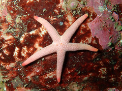 Henricia oculata
