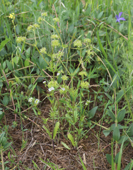 Valerianella uncinata
