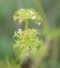 Valerianella uncinata