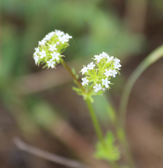 Valerianella uncinata