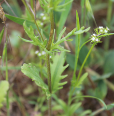 Valerianella uncinata