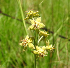 Miraglossum pulchellum