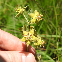 Miraglossum pulchellum