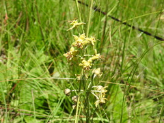 Miraglossum pulchellum