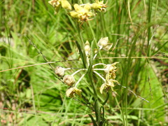 Miraglossum pulchellum