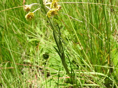 Miraglossum pulchellum
