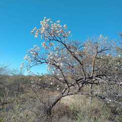 Cordia morelosana
