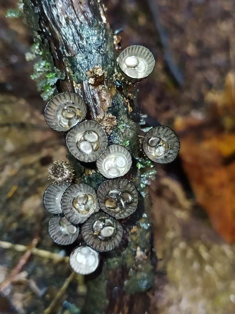 Cyathus · December 2021 · photo: © guillaume_delaitre (iNaturalist, cc-by)