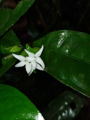 Faramea guianensis