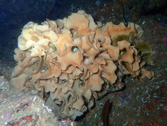 Pentapora foliacea
