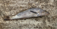 Menticirrhus